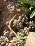 Sedum alberti