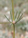 Galium octonarium. Средняя часть стебля с мутовкой листьев. Западный Крым, мыс Лукулл, степь. 01.06.2022.