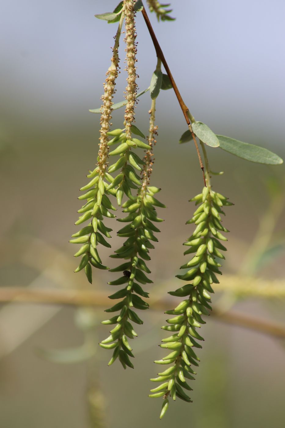 Image of Salix songarica specimen.