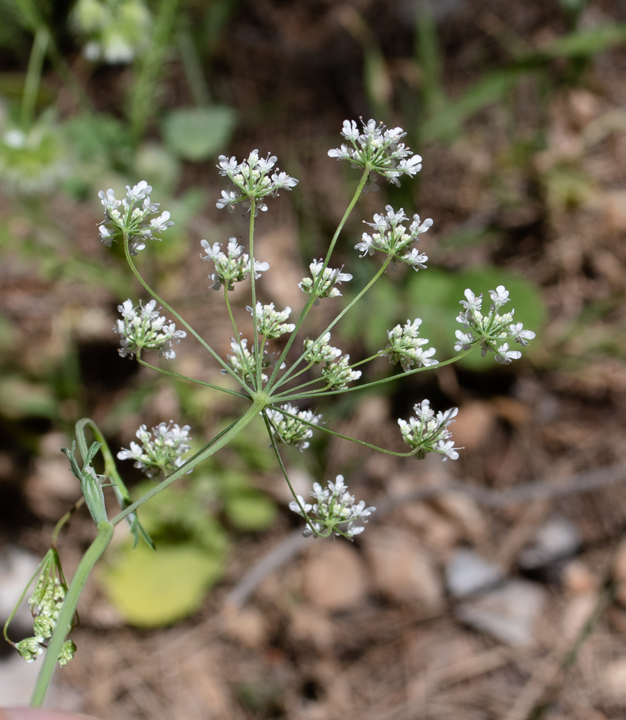 Изображение особи Pimpinella cretica.