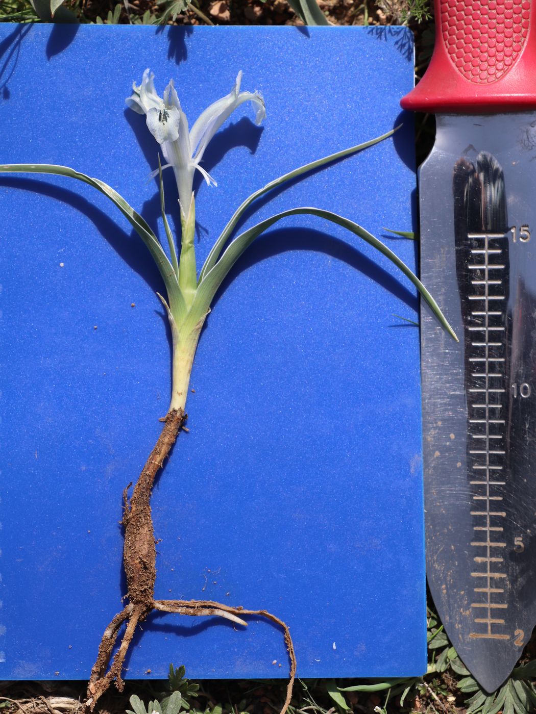 Image of Juno subdecolorata specimen.