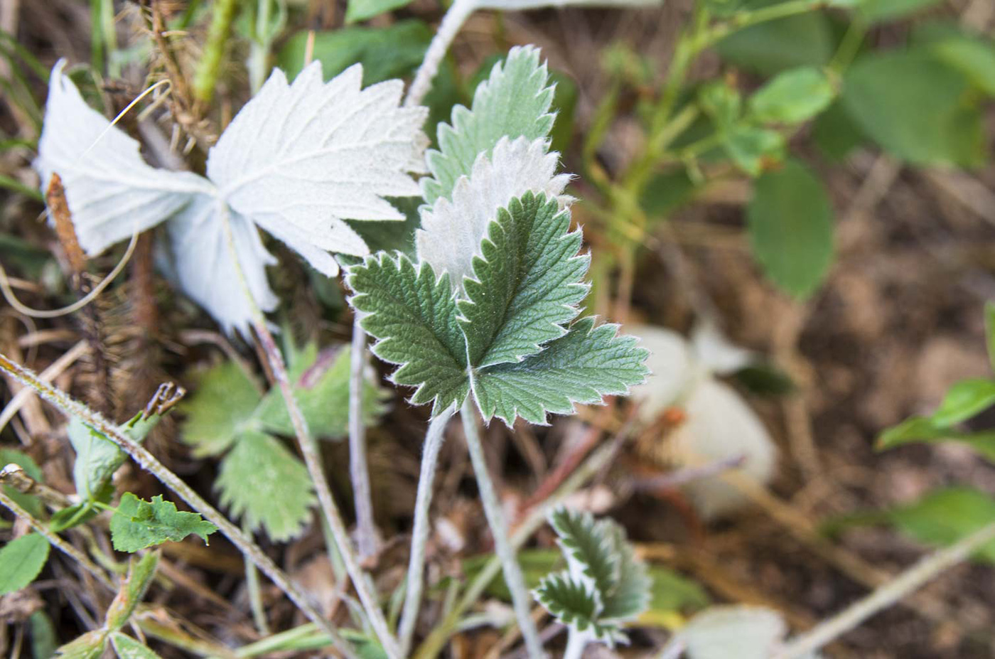 Image of Potentilla nivea specimen.