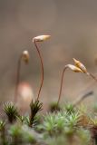 Polytrichum piliferum. Спороносящие растения. Ростовская обл., Шолоховский р-н, окр. хут. Антиповский, сосновый лес. 12.06.2022.