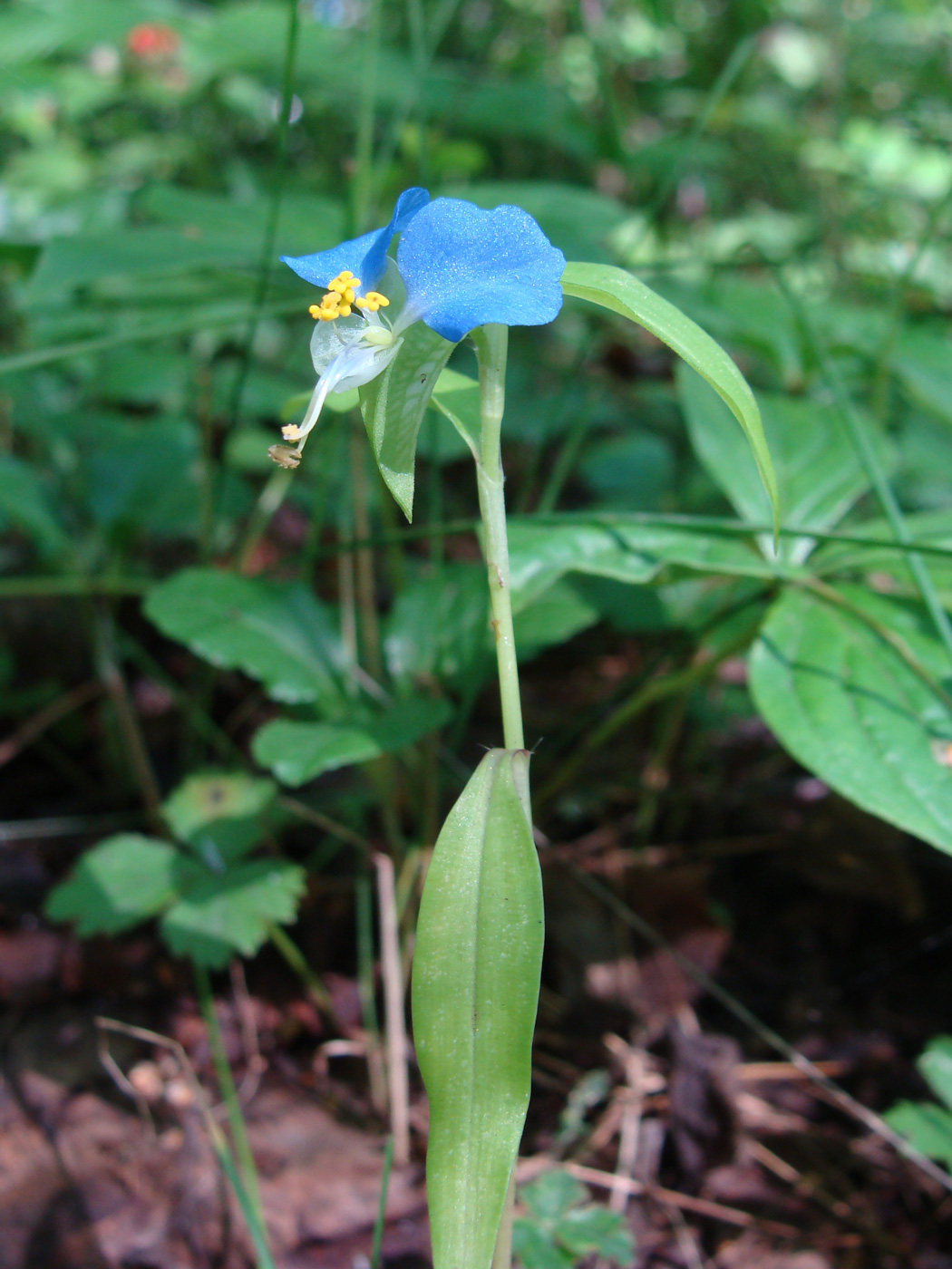 Image of Commelina communis specimen.