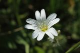 Cerastium arvense. Цветок. Ленинградская обл., Гатчинский р-н, окр. пос. Пудость, заброшенный травертиновый карьер, сухой разнотравно-злаковый луг. 11.06.2022.