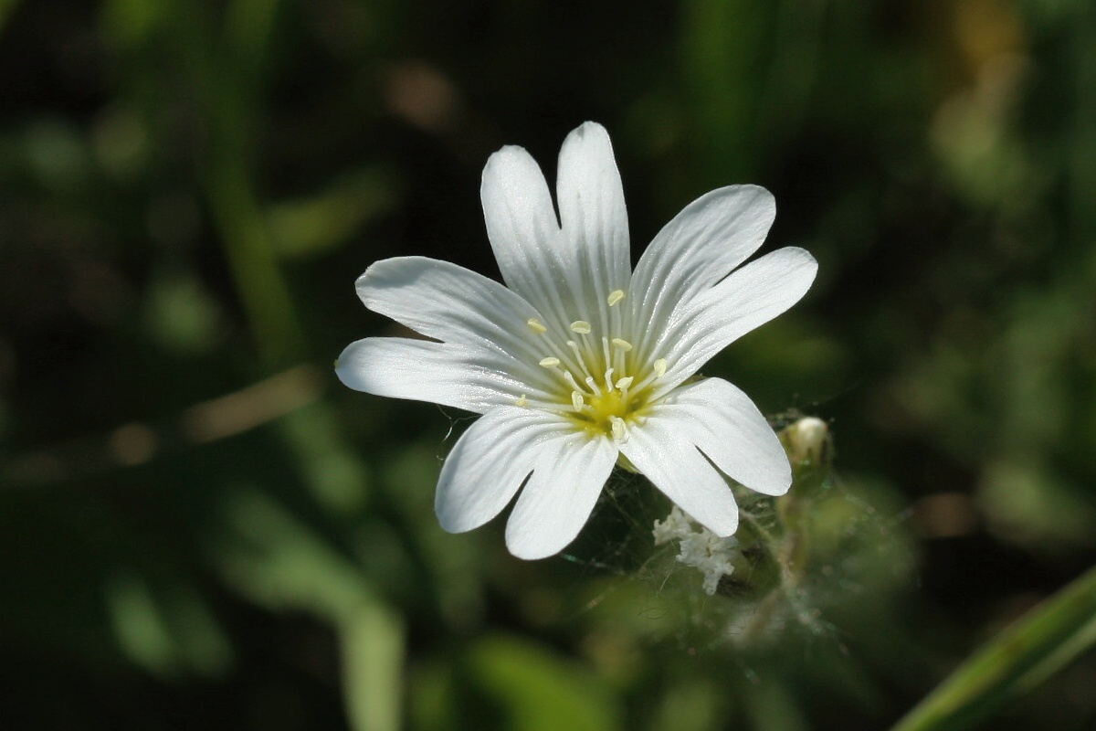 Image of Cerastium arvense specimen.