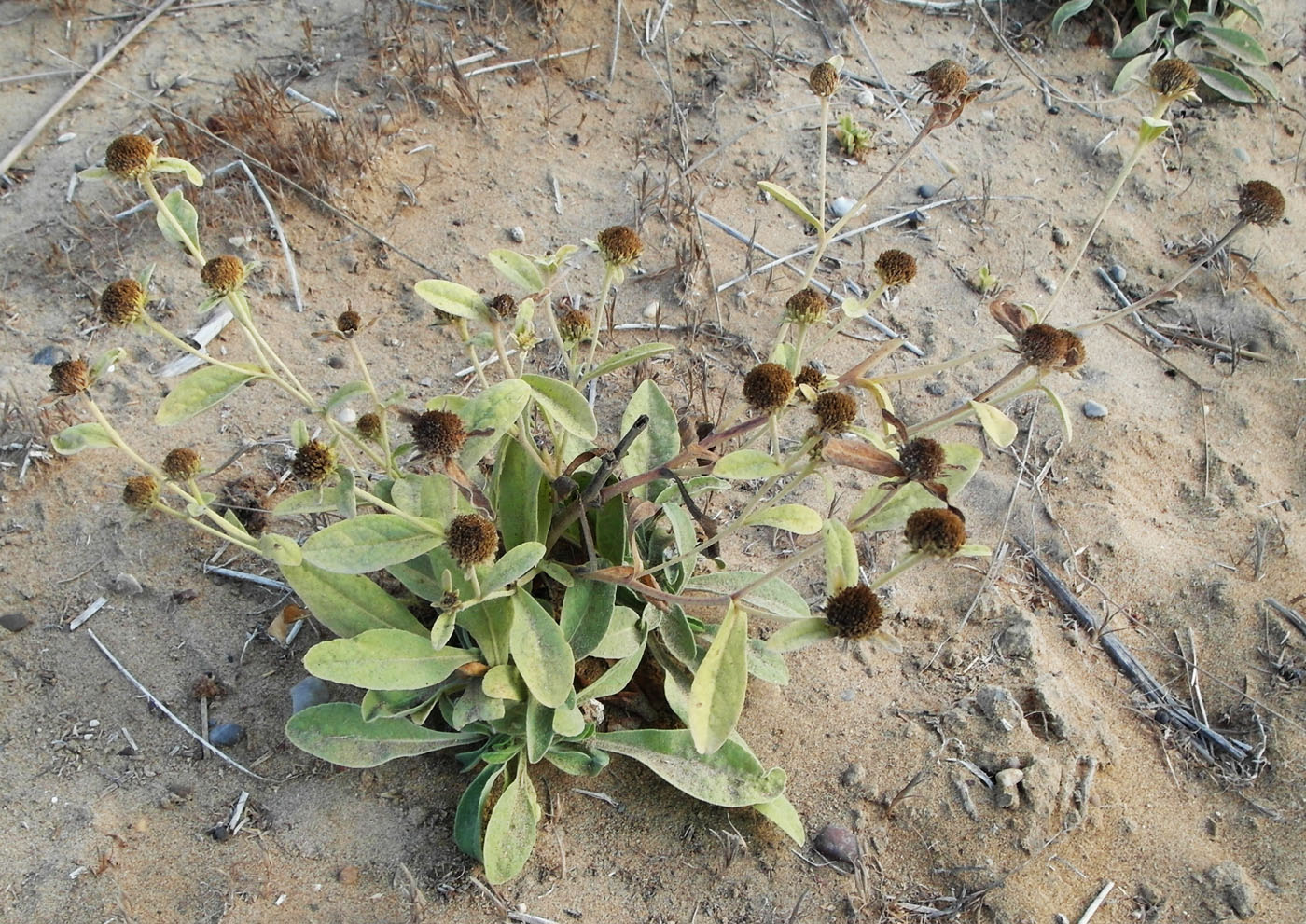 Изображение особи Chrysophthalmum dichotomum.