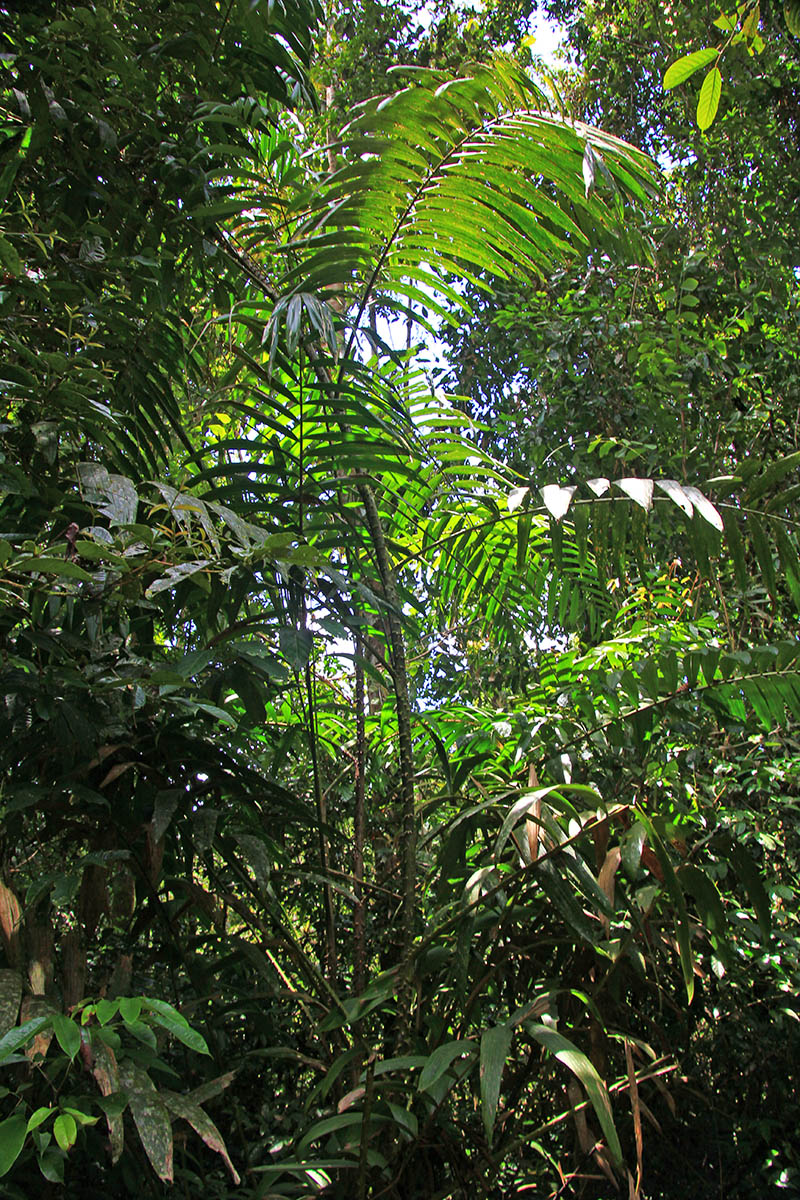 Image of familia Arecaceae specimen.