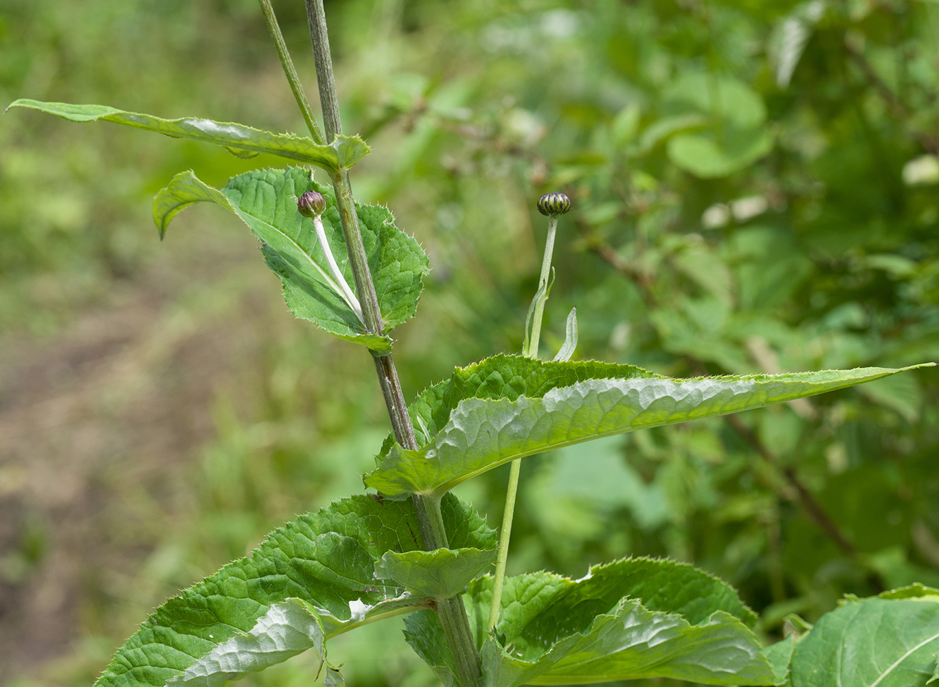 Изображение особи Cirsium dealbatum.