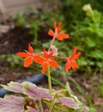 genus Pelargonium. Соцветие. Израиль, центральная Арава, пос. Сапир, частный двор. 22.03.2017.