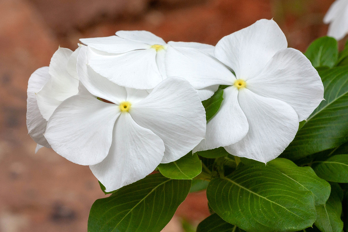 Изображение особи Catharanthus roseus.