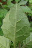 Solanum subspecies schultesii