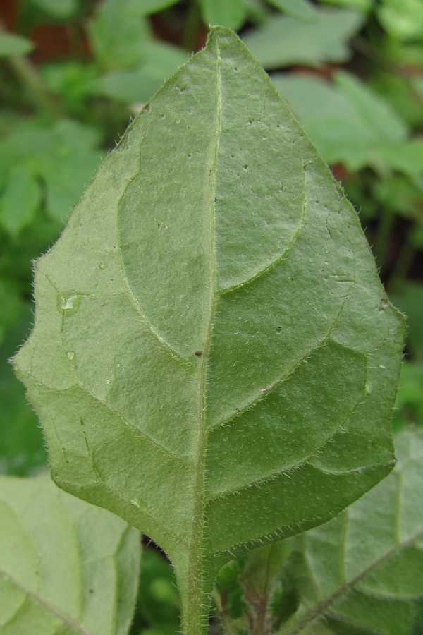 Image of Solanum nigrum ssp. schultesii specimen.