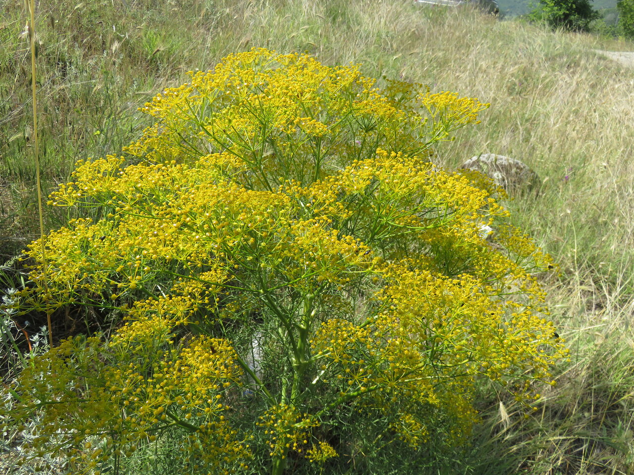 Image of Cachrys cristata specimen.