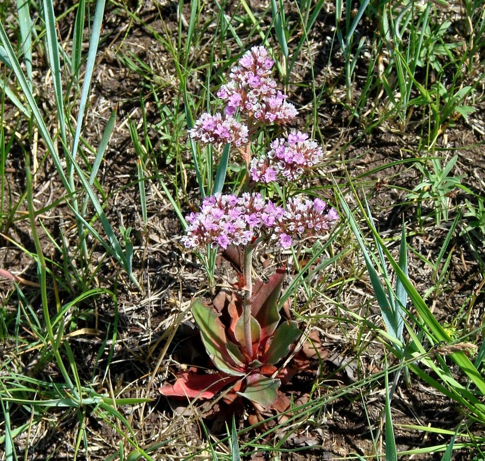 Изображение особи Goniolimon speciosum.