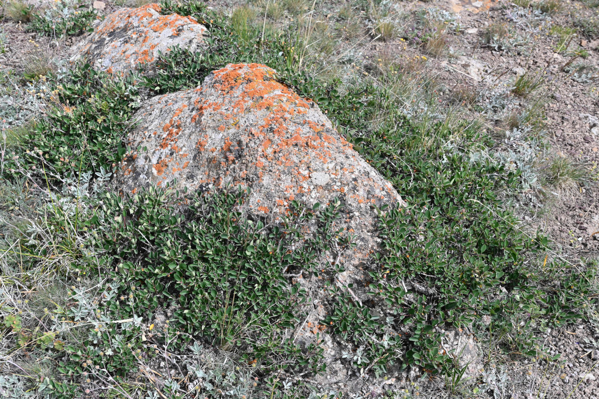 Image of Cotoneaster pojarkovae specimen.