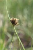 Bolboschoenus maritimus. Верхушка побега с соцветием. Ленинградская обл., Кингисеппский р-н, Кургальский п-ов, побережье Финского зал., песчаный пляж, зона забрызга. 19.06.2021.
