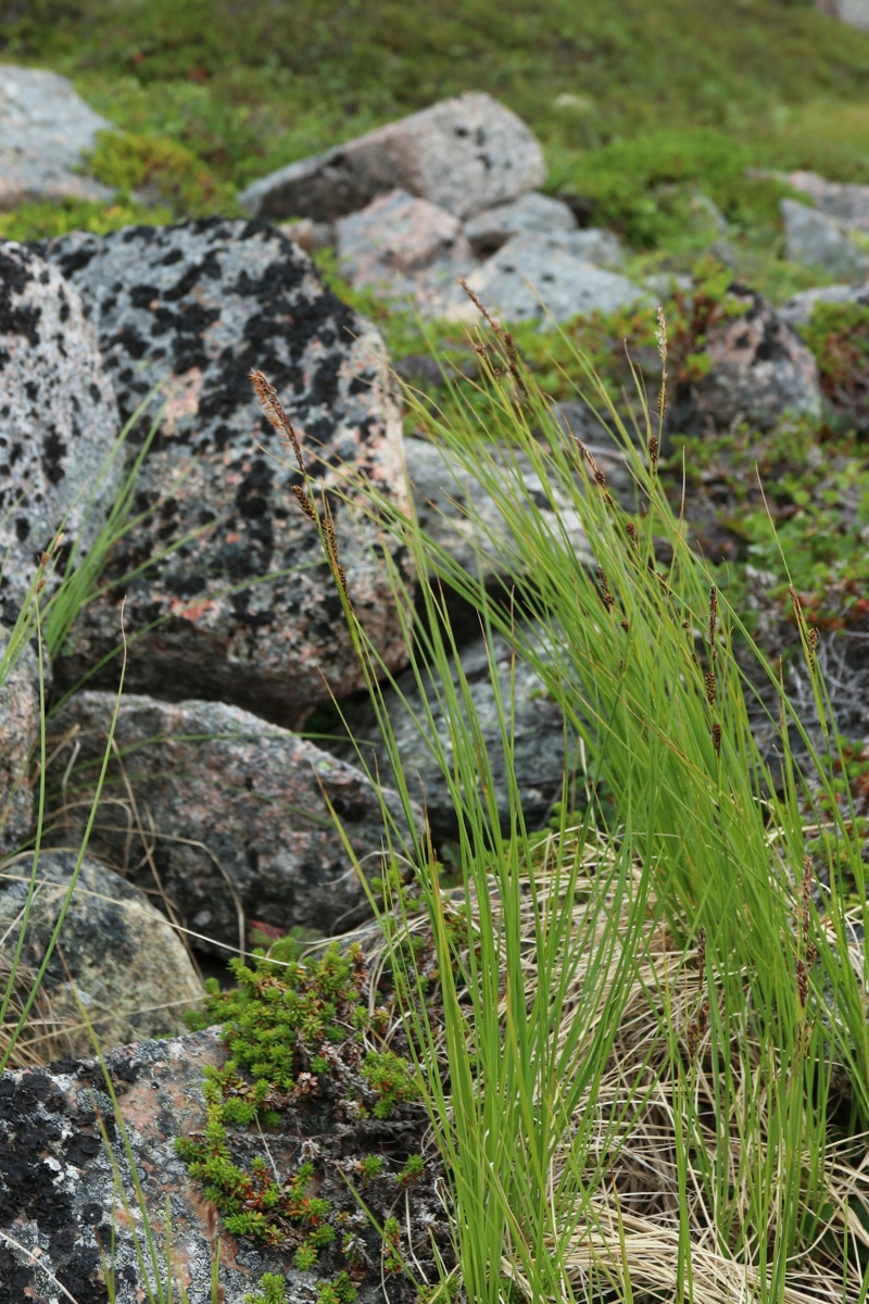 Image of Carex juncella specimen.