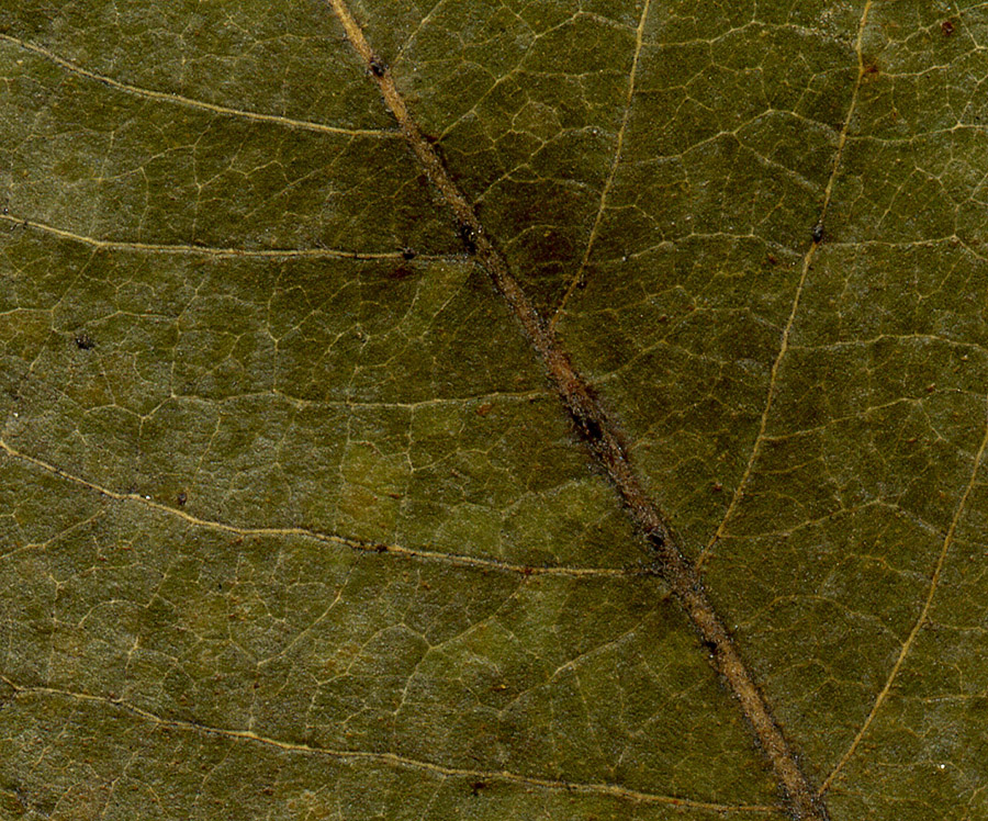 Image of Salix &times; bicolor specimen.