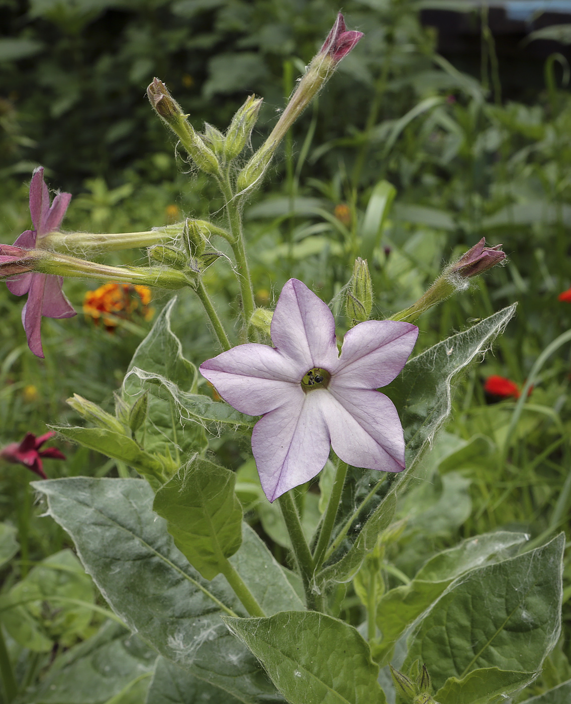 Изображение особи Nicotiana alata.