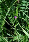 Vicia angustifolia. Верхушка цветущего растения. Армения, обл. Лори, окр. с. Лори Берд, крепость Лори Берд, ≈ 1300 м н.у.м., луг. 24.06.2022.