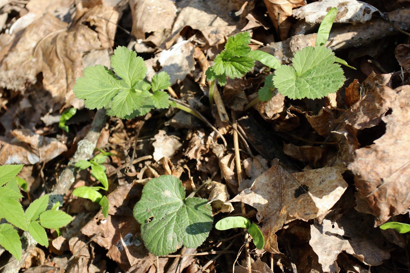 Image of Geum urbanum specimen.