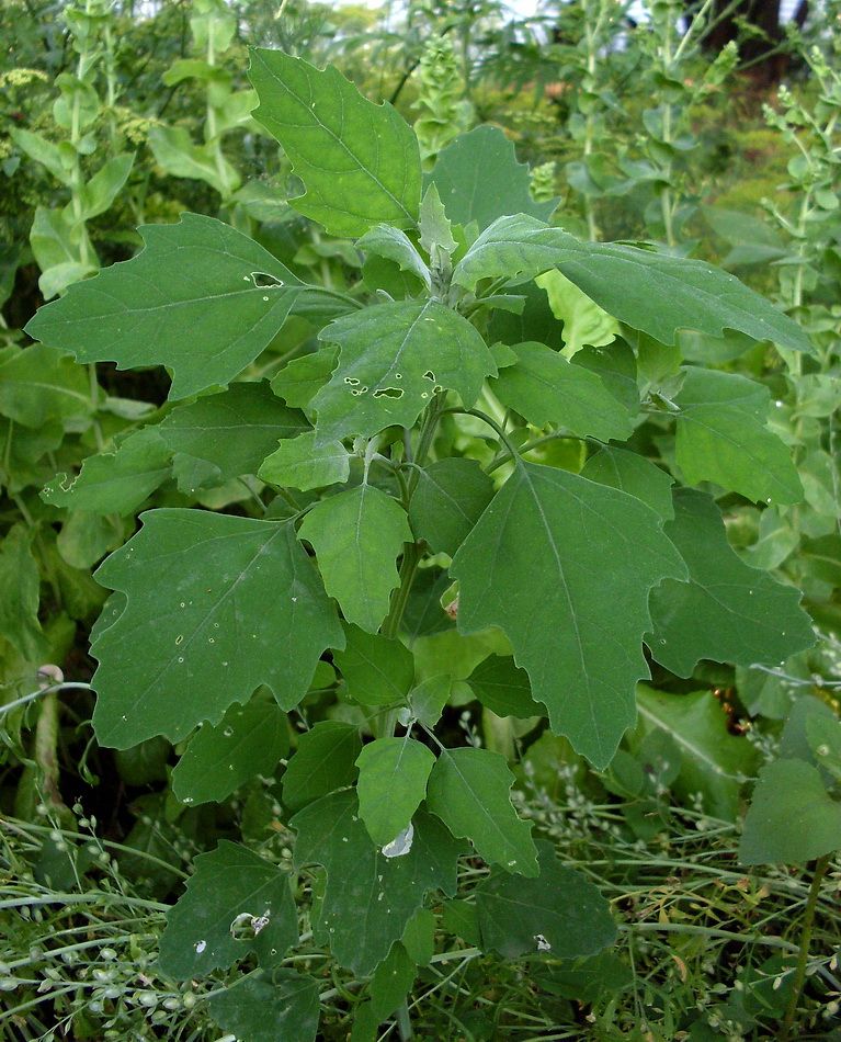 Изображение особи Chenopodium album.