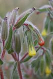 Onosma dichroantha