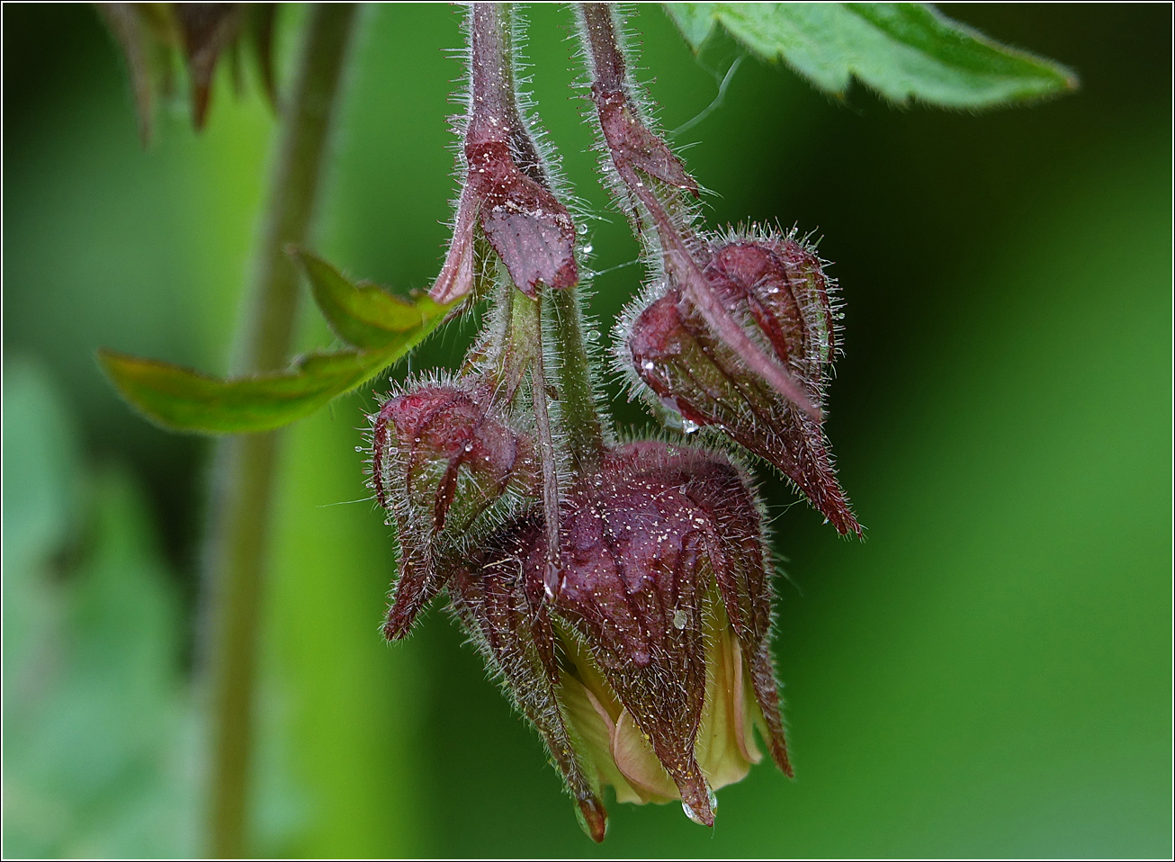 Image of Geum rivale specimen.