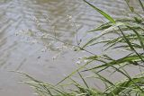 Lepidium latifolium. Верхушка цветущего растения и плетущий паутину паук. Крым, Севастополь, Инкерман, берег р. Чёрная. 21.06.2023.