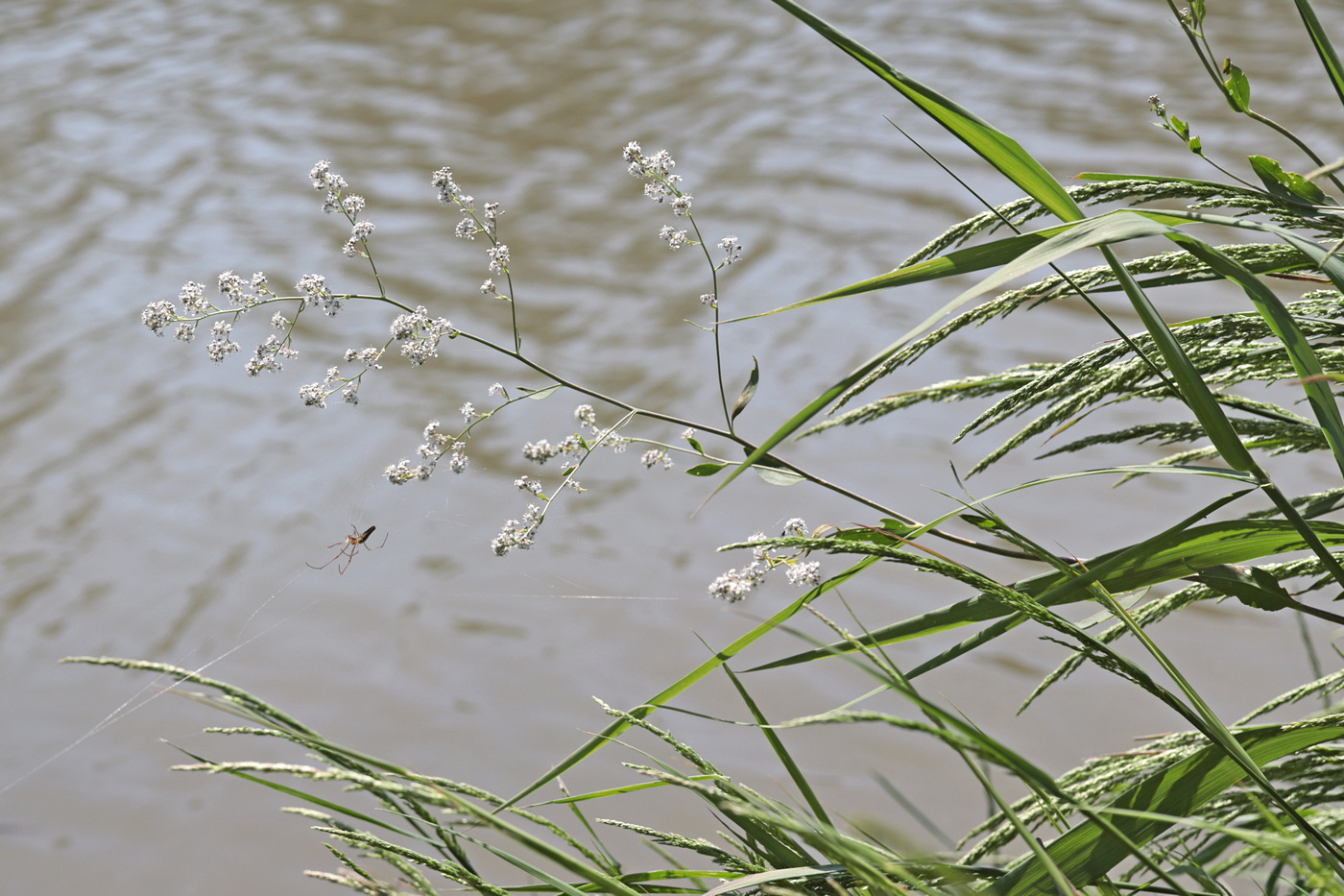 Изображение особи Lepidium latifolium.