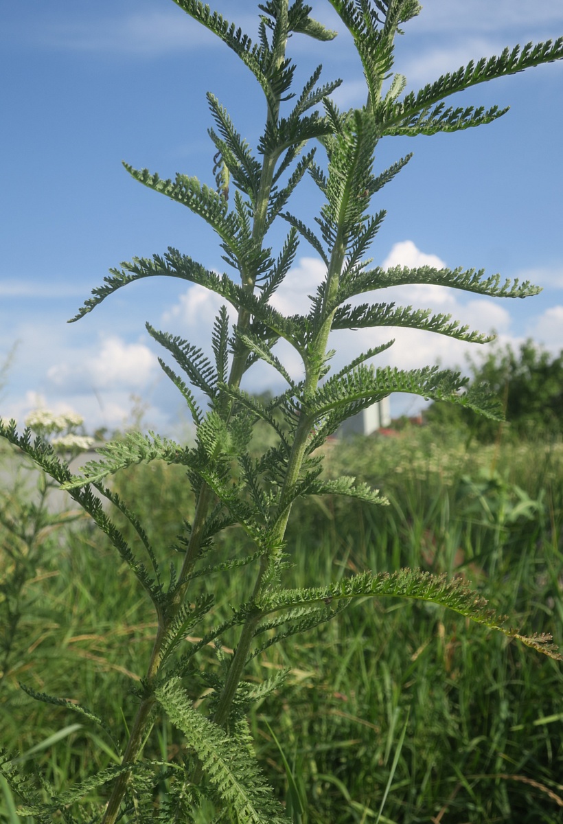 Изображение особи Achillea millefolium.