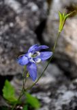 Aquilegia amurensis