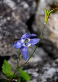 Aquilegia amurensis. Цветок и плод. Хабаровский край, р-н им. Полины Осипенко, хр. Дуссе-Алинь, берег оз. Тюленье, ≈ 1200 м н.у.м., каменистый склон. 20.07.2021.