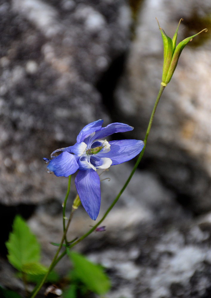 Изображение особи Aquilegia amurensis.