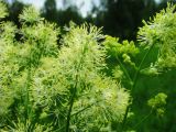 Thalictrum lucidum. Соцветие. Московская обл., Одинцовский р-н, окр. г. Кубинка, сырой луг на опушке леса. 16.06.2016.