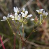 род Saxifraga