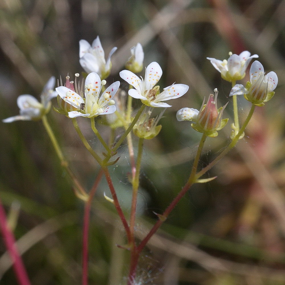 Image of genus Saxifraga specimen.