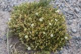 Minuartia inamoena