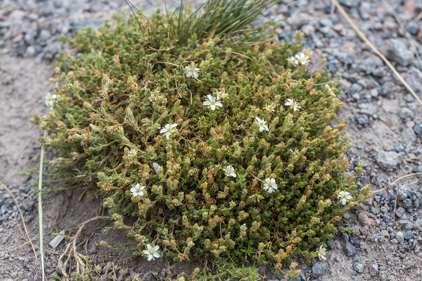 Image of Minuartia inamoena specimen.