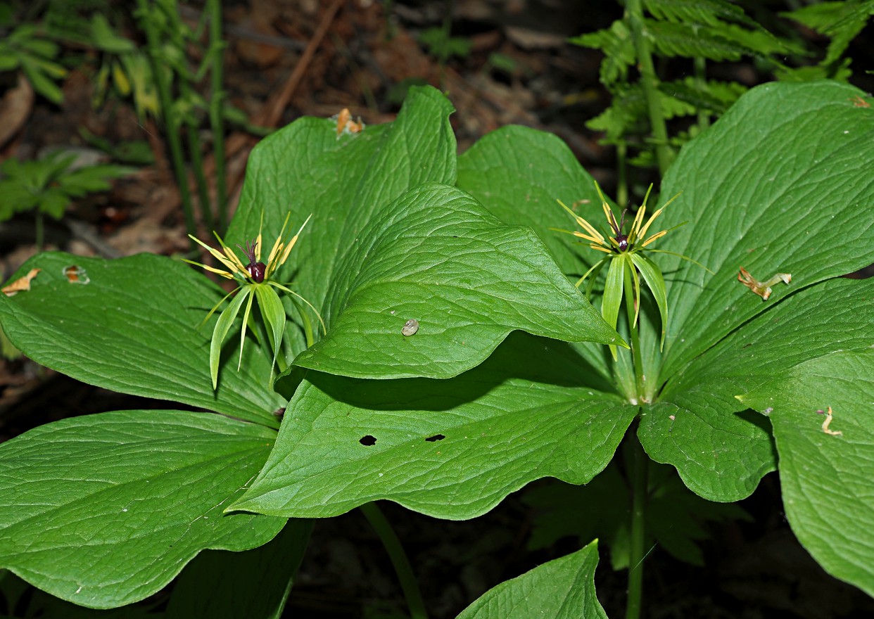 Изображение особи Paris quadrifolia.