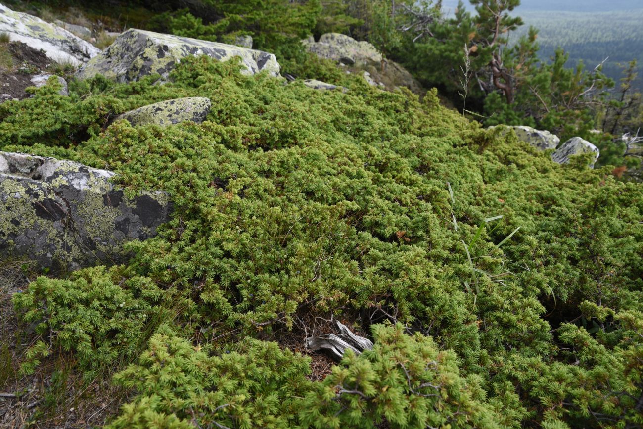 Изображение особи Juniperus sibirica.