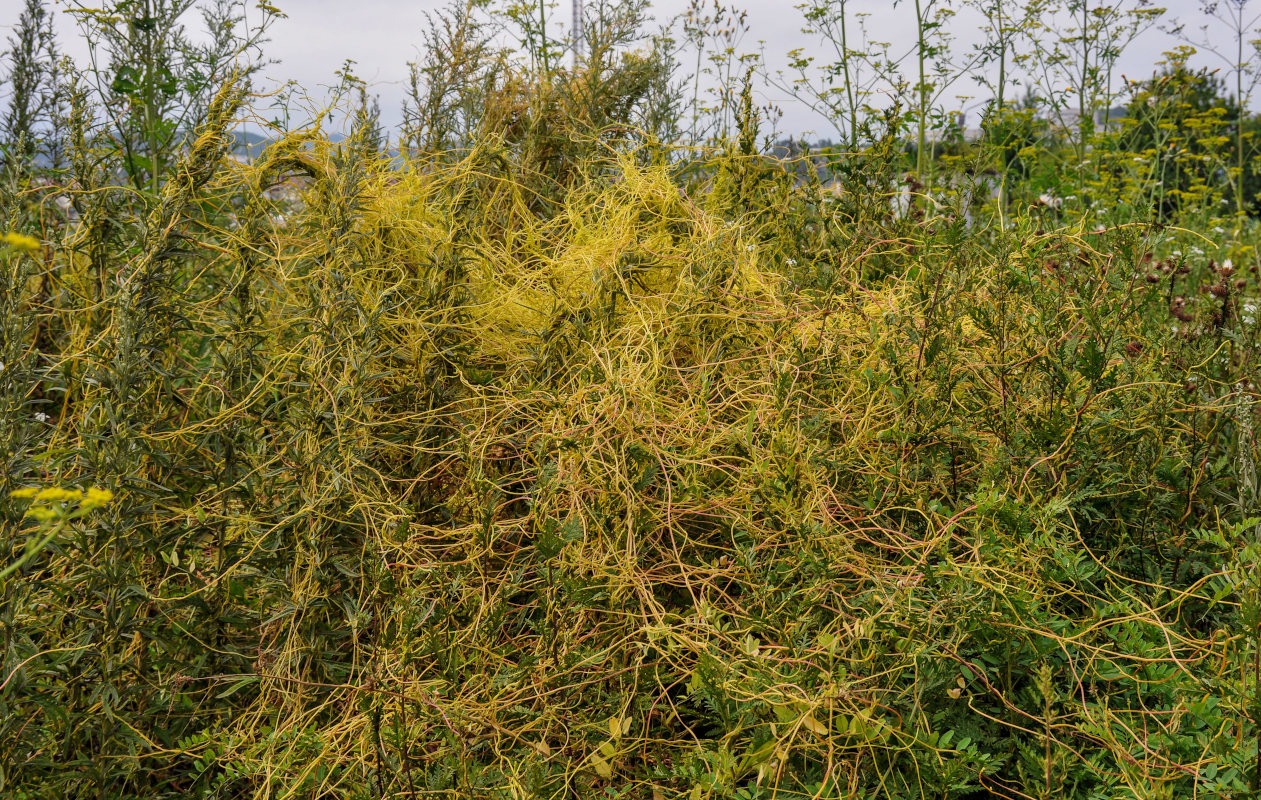 Image of genus Cuscuta specimen.