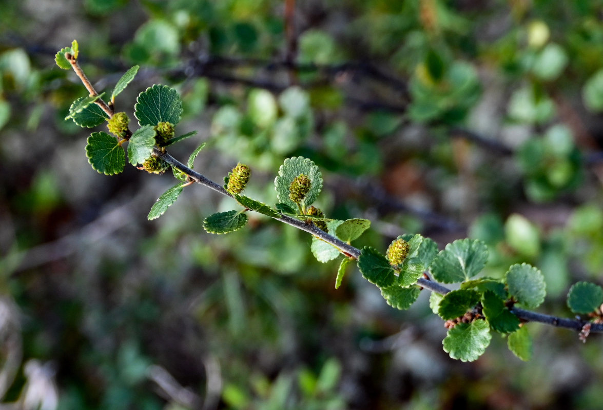 Image of Betula nana specimen.