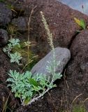 Artemisia stelleriana