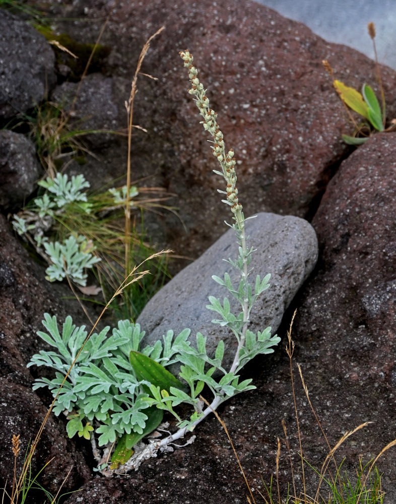 Image of Artemisia stelleriana specimen.