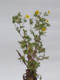 Potentilla argentea