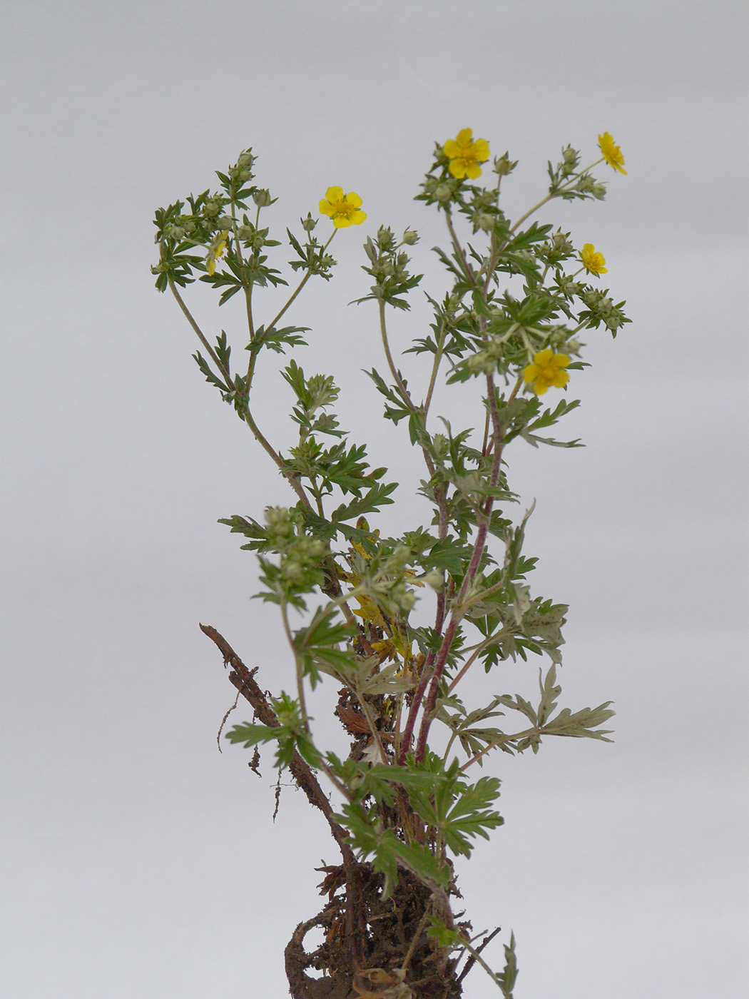 Image of Potentilla argentea specimen.