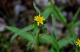 Picris japonica. Верхушка расцветающего растения. Сахалин, г. Южно-Сахалинск, горнолыжный комплекс \"Горный воздух\", опушка смешанного леса. 09.08.2023.