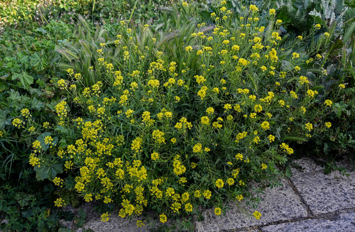 Изображение особи Sisymbrium loeselii.